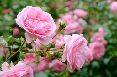 گل و شکوفه گل رز
