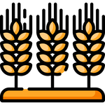 گندم