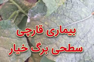 بیماری قارچی سطحی برگ خیار