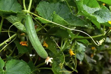 خیار رسیده روی بوته