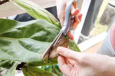 بریدن نوک قهوه ای و خشک برگ گیاه
