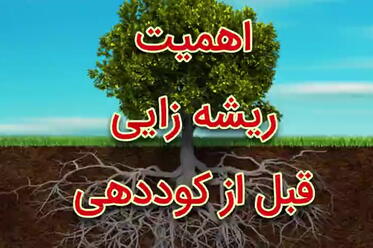 اهمیت ریشه زایی قبل از کوددهی