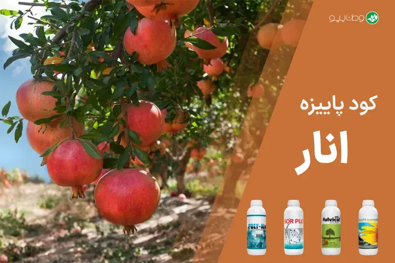 کود پاییزه انار