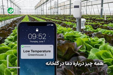 همه چیز درباره دمل در گلخانه