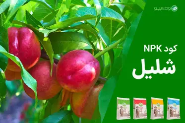 کود NPK شلیل