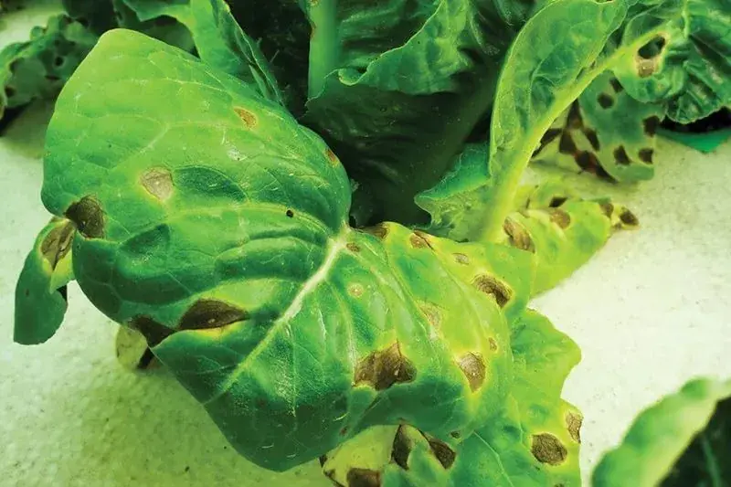 سوختگی برگ ناشی از کود