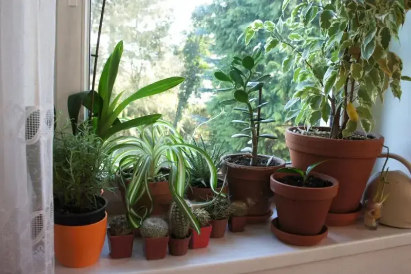 گلدان سفالی و پلاستیکی
