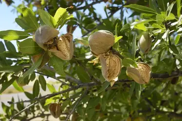روش‌های کاشت دانه‌ها