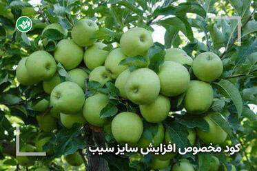 کود مخصوص درشت شدن سیب