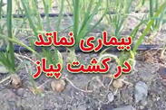 بیماری نماتد در کشت پیاز