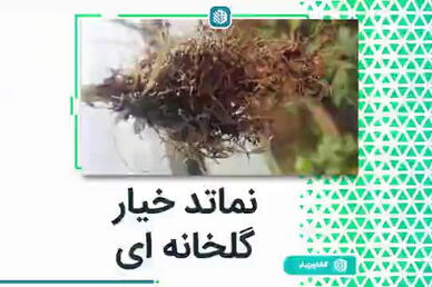 نماتد خیار گلخانه ای