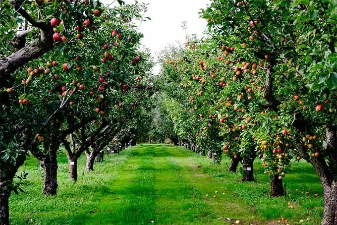 بیمارهای شایع درخت سیب
