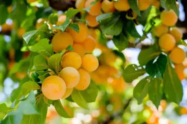 چرا درخت میوه‌تان میوه نمی‌دهند؟