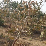 نماتد پسته