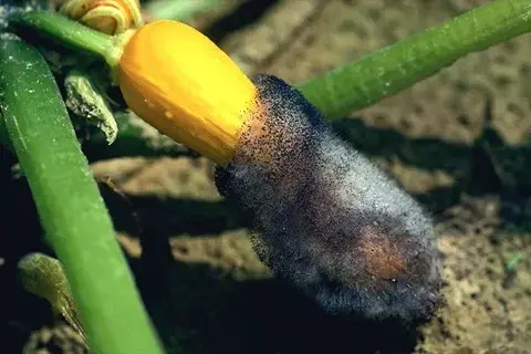 پوسیدگی کپک قیفک‌دار