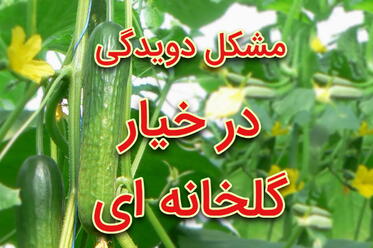 مشکل دویدگی در خیار گلخانه ای