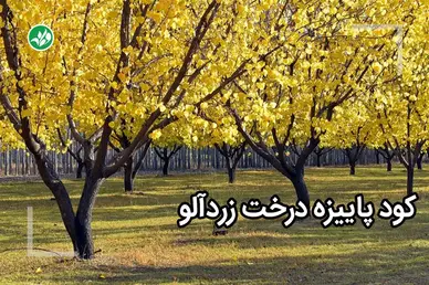 کود پاییزه زردآلو