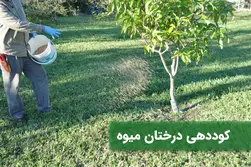 زمان و شیوه‌ی کود‌دهی به درختان میوه