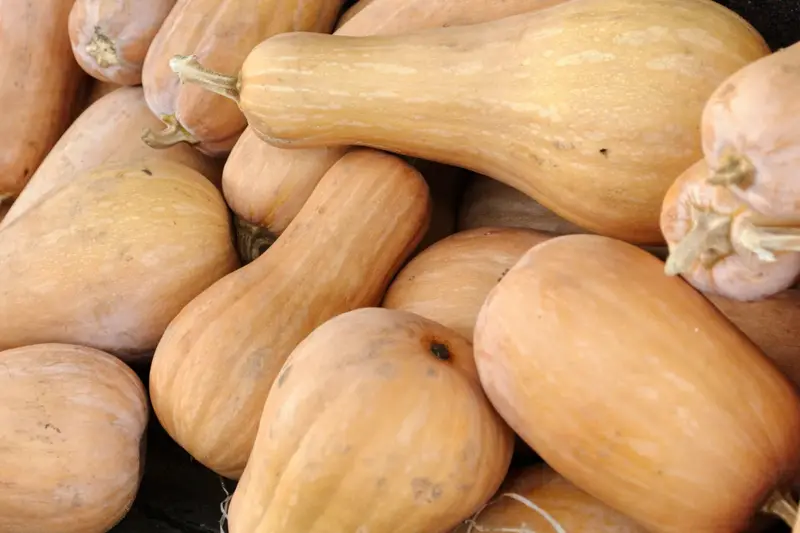کدو حلوایی