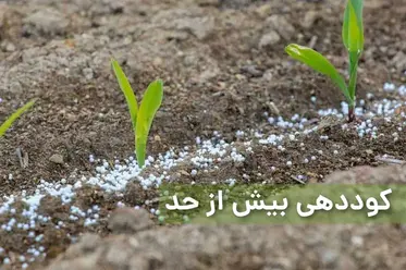 ۹ علامت کودهی بیش از حد گیاهان و راه‌حل‌ها