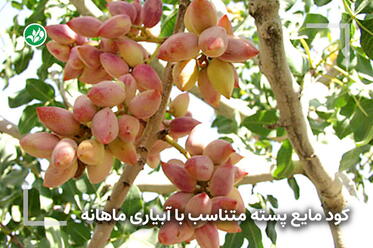 کود مخصوص درخت پسته