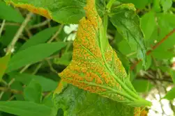 بیماری زنگ گیاهی زیر برگ