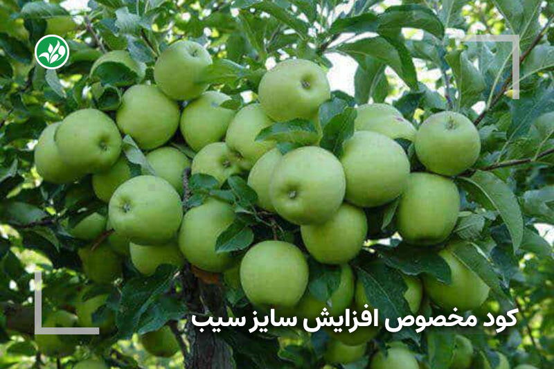 کود مخصوص درشت شدن سیب