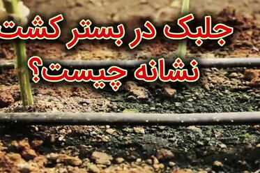 رابطه جلبک در بستر با میزان آب در آبیاری