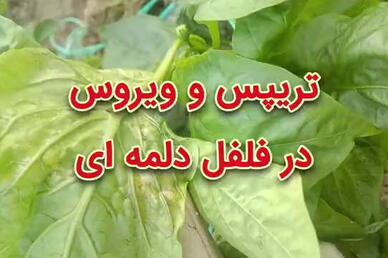 تریپس و ویروس در فلفل دلمه‌ای