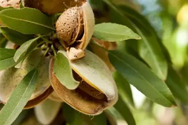 کود مخصوص درخت بادام