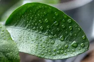 قطرات آب روی برگ گیاه آپارتمانی