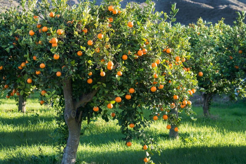 کاهش گلریزی و افزایش محصول مرکبات