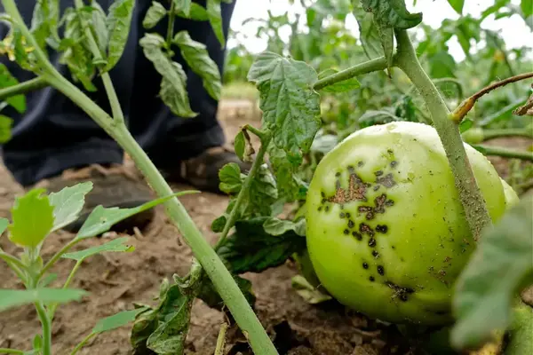 بلایت زودرس گوجه فرنگی