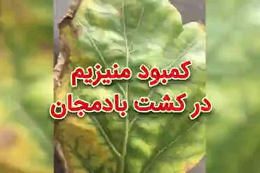 کمبود منیزیم در کشت بادمجان گلخانه