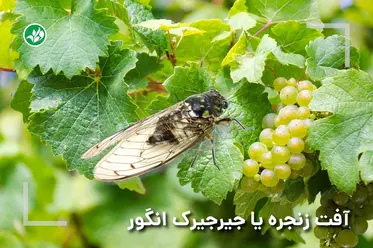 آفت زنجره یا جیرجیرک انگور