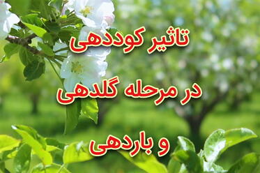تاثیر کوددهی در مرحله گلددهی و باردهی
