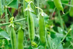 کاشت نخود فرنگی ارگانیک