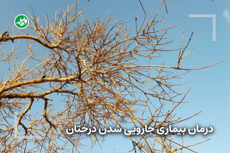 درمان بیماری جارویی شدن درختان